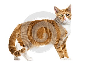 Side view of a Ginger mixed-breed cat standing