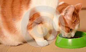 Cat eating food in bowl