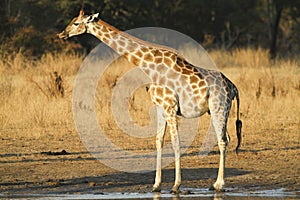 Side view of a Giraffe