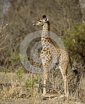 Side view of giraffe calf standing in grassland