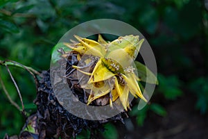 Side view of Golden Lotus or Dwarf Banana also known as Musella lasiocarpa photo