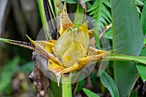 Side view of Golden Lotus or Dwarf Banana also known as Musella lasiocarpa photo