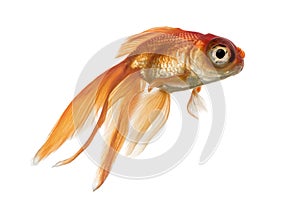 Side view of a Goldfish in water, islolated on white