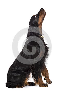 Side view of Gordon Setter, 1 year old, sitting photo