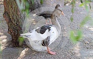 Side view of gray goose standing in garden