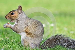 Gray squirrel
