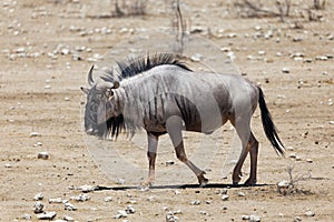 Side view of grayish blue wildebeest walking in field during a sunny afternoon