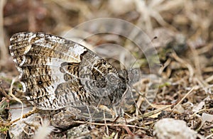 The side view of a Grayling Butterfly, Hipparchia semele perched on the ground with its wings closed. photo