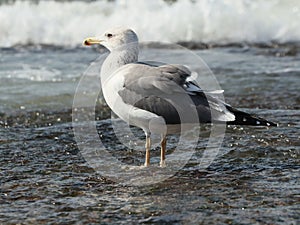 Side view of the great black-backed gull (larus marinus) in the ocean waves background