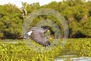 Side view of a Great Black Hawk in flight, Pantanal Wetlands, Mato Grosso, Brazil