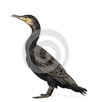 Side view of a Great Cormorant, Phalacrocorax carbo, also known