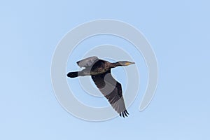 Side view great cormorant phalacrocorax carbo in flight