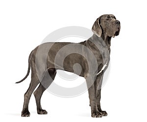 Side view of a Great Dane, 10 months old, in front of white back