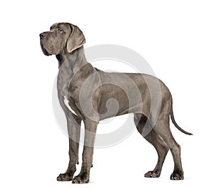 Side view of a Great Dane, 10 months old, in front of white back