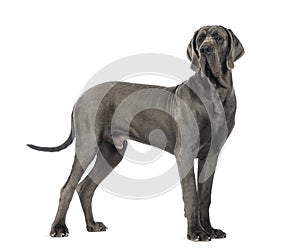 Side view of a Great Dane, 10 months old, in front of white back