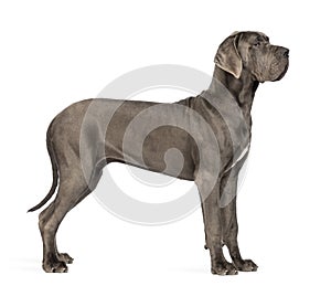 Side view of a Great Dane, 10 months old, in front of white back photo