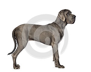 Side view of a Great Dane, 10 months old, in front of white back