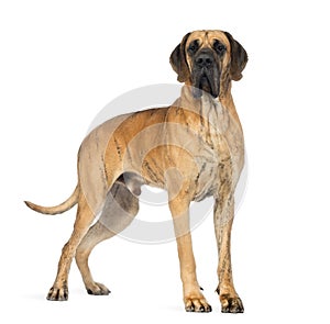 Side view of a Great Dane, 4 years old, in front of white background