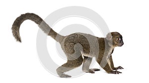 Side view of a Greater bamboo lemur with its long tail, Prolemur simus, Isolated on white photo
