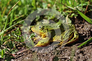 Side view of green frog Rana lessonae