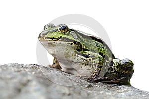 Isolated green frog on a rock