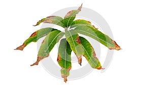 Side view green leaf and dry leaf of mango tree on white background, Tropical tree mango foliage fresh and dry