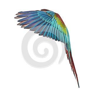 Side view of a Green-winged Macaw, Ara chloropterus, 1 year old, flying in front of white background