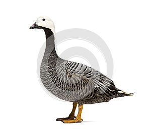 Side view of a grey goose, isolated