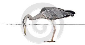 Side view of a Grey Heron catching a fish under water line