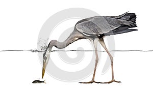 Side view of a Grey Heron fishing, head under water