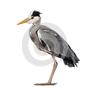Side view of a Grey Heron standing, Ardea cinerea