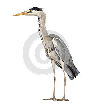 Side view of an Grey Heron standing, Ardea Cinerea