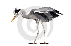 Side view of a Grey Heron, standing, looking down