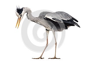 Side view of a Grey Heron upset, flapping its wings