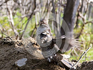 Side view of a grey morph ruffed grouse standing on a mound of earth drumming during a spring morning