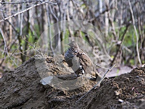 Side view of a grey morph ruffed grouse standing in profile on a mound of earth during a spring morning