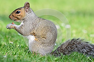 Grey squirrel