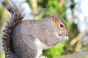 Grey squirrel sciurus carolinensis