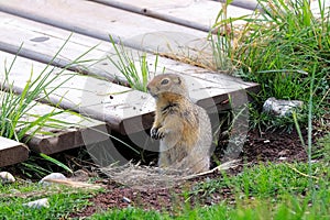 Side view of a ground squirrel sitting beside a boardwalk