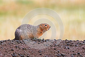 Side view of a ground squirrel sitting on a mound