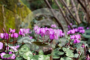 Side view of a group of purple european cyclamen, also called Cyclamen purpurascens or europÃÂ¤isches Alpenveilchen photo