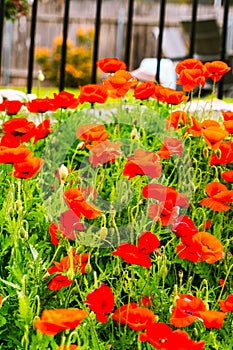 side view of a group of Red Poppy flowers in Spring time in Central Texas