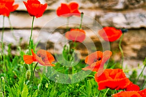 side view of a group of Red Poppy flowers in Spring time in Central Texas