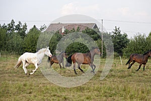 Side view of group young horses galloping in the pasture lighting by the sun, side view, outdoor image