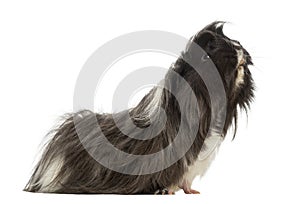 Side view of a Guinea Pig - Cavia porcellus