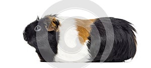 Side view of a Guinea pig, Cavia porcellus, isolated