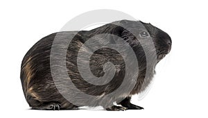 Side view of a Guinea pig