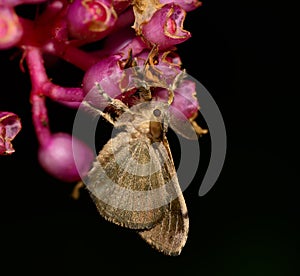 Side view of gypsy moth hanging on Medinella magnifica flower