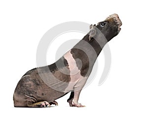 Side view of a hairless guinea pig stretching the head