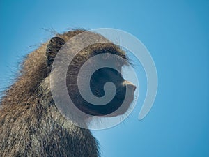 Side view of a hairy monkey with bokeh background